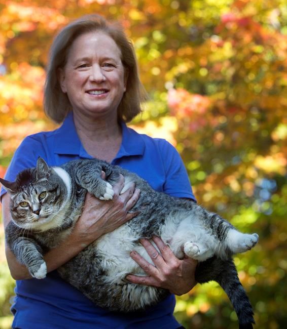 New Hampshire hotel is home to supersized cat | iNFOnews.ca