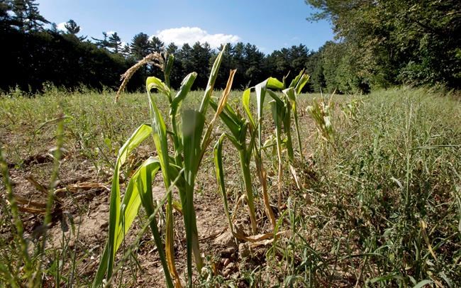 Dry weather could shorten New England's fall foliage season | iNFOnews.ca