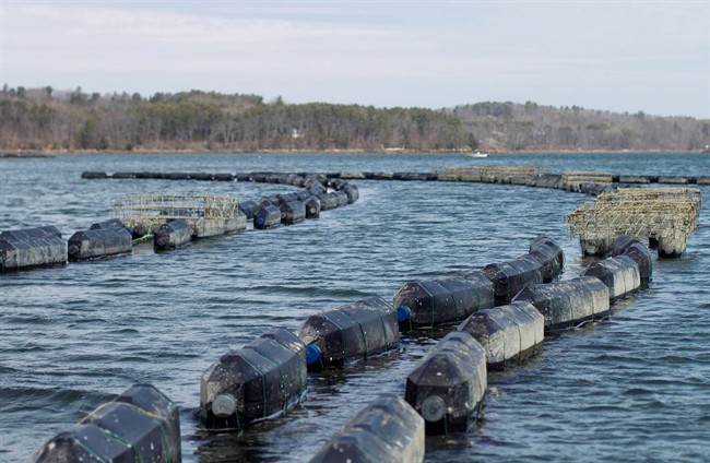 Oyster hatchery sows pearls of wisdom on climate change | iNFOnews.ca CP37082724