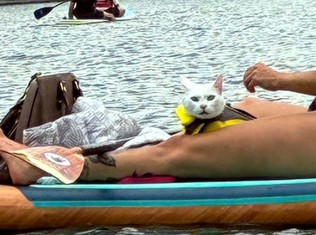 iN PHOTOS: How to get your cat onboard a paddleboard in Okanagan, Kamloops this summer | iNFOnews.ca
