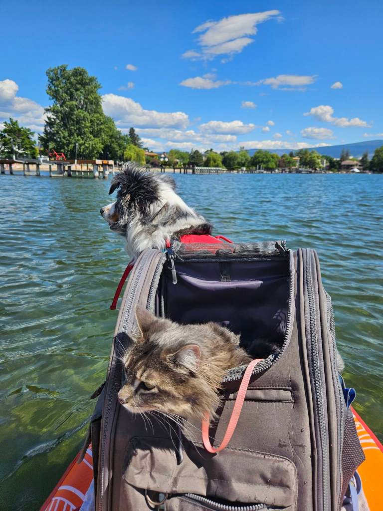 iN PHOTOS: How to get your cat onboard a paddleboard in Okanagan, Kamloops this summer | iNFOnews.ca