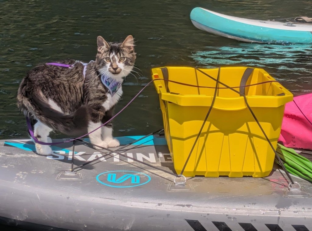 iN PHOTOS: How to get your cat onboard a paddleboard in Okanagan, Kamloops this summer | iNFOnews.ca