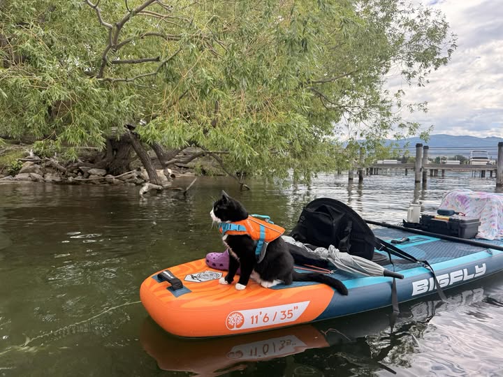 A cat in a lifejacket rides on a paddleboard.
