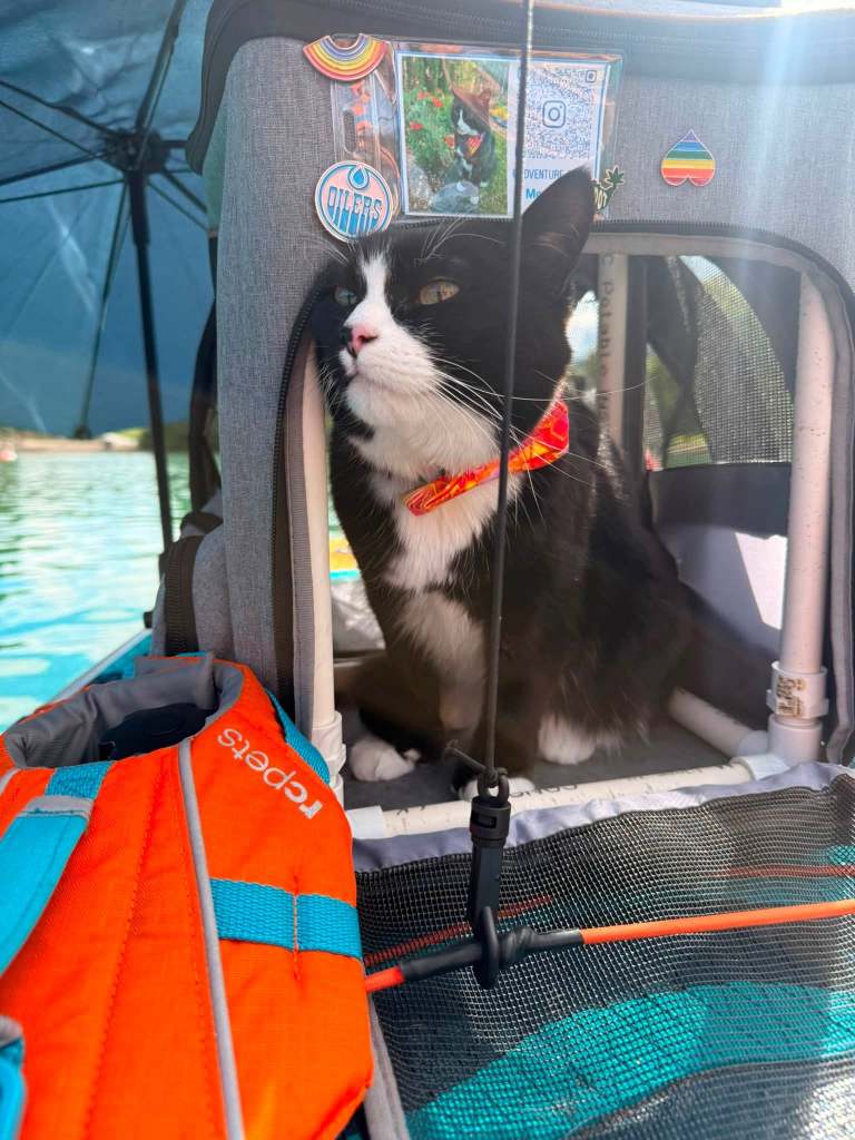 iN PHOTOS: How to get your cat onboard a paddleboard in Okanagan, Kamloops this summer | iNFOnews.ca