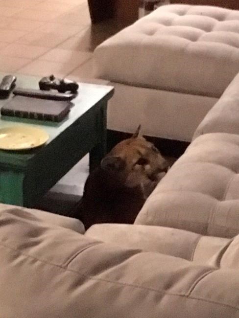 Mountain lion breaks into Colorado home, kills house cat | iNFOnews.ca
