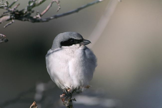 Conservation group buys key habitat for grassland birds in eastern Ontario | iNFOnews.ca