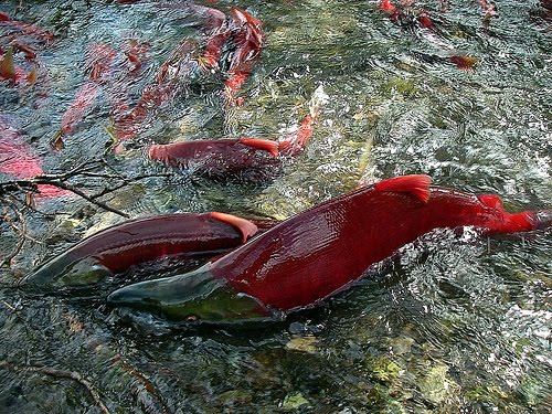 Lack of food, ocean conditions behind poor 2009 sockeye returns: B.C. scientists | iNFOnews.ca CP19420913