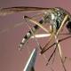 CDC: More human cases of West Nile virus reported so far than any year since '04; Texas leads | iNFOnews.ca CP19618947