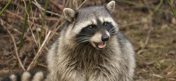 Woman and dogs attacked by raccoon in downtown Vancouver | iNFOnews.ca CP19809687