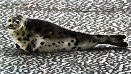Senate committee recommends cull of grey seals in the Gulf of St. Lawrence | iNFOnews.ca CP20527589