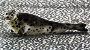 CP20527589
