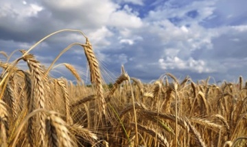 New food security institute to look at supply from field to fork | iNFOnews.ca CP21152861