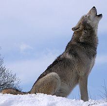 Wolf hunting permitted in Okanagan as populations of the animals recover | iNFOnews.ca CP21506837