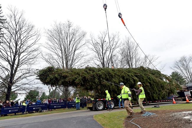 The Rockefeller Center Christmas Tree has been harvested | iNFOnews.ca