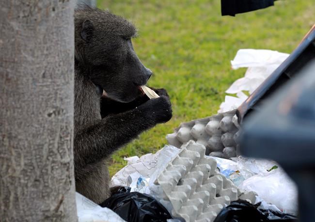 Troublesome South African baboon evicted for raiding homes | iNFOnews.ca