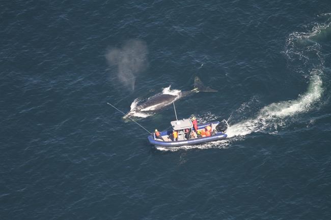Two more right whales found dead off east coast, bringing total to eight this year | iNFOnews.ca Two more right whales found dead off east coast, bringing total to eight this year | iNFOnews.ca