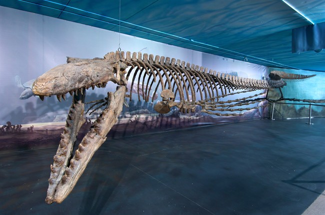 Mosasaur from Morden in Manitoba makes it into Guinness record book | iNFOnews.ca CP35301297