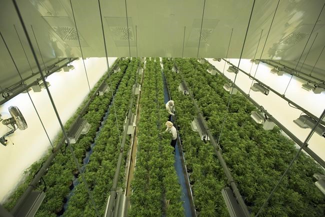 Canopy says new generation of cannabis products won't be on shelves until January | iNFOnews.ca Canopy says new generation of cannabis products won't be on shelves until January | iNFOnews.ca