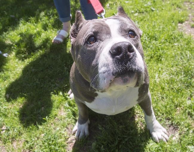 Montreal to ban pit bulls and other dangerous breeds following fatal attack | iNFOnews.ca CP456377087