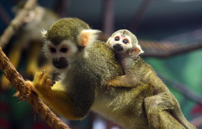 Snakes in socks? Smuggling of exotic animals keeps Canadian authorities busy | iNFOnews.ca Snakes in socks? Smuggling of exotic animals keeps Canadian authorities busy | iNFOnews.ca