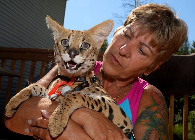 Serval owner rails against Ottawa bylaw, argues they're not dangerous | iNFOnews.ca Serval owner rails against Ottawa bylaw, argues they're not dangerous | iNFOnews.ca