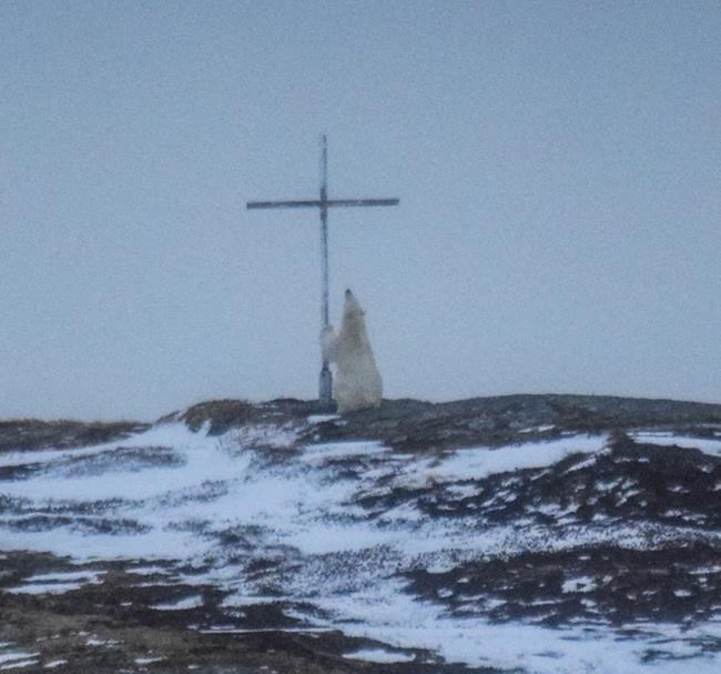 Photographer stunned by polar bear in 'prayer' in front of cross | iNFOnews.ca