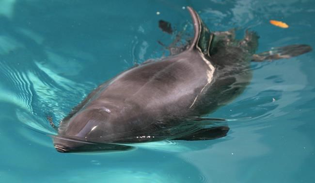 Harbour porpoise rescued in 2008 dies at Vancouver Aquarium | iNFOnews.ca Harbour porpoise rescued in 2008 dies at Vancouver Aquarium | iNFOnews.ca