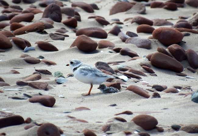 Pizza pan helps save endangered piping plover eggs on Prince Edward Island | iNFOnews.ca Pizza pan helps save endangered piping plover eggs on Prince Edward Island | iNFOnews.ca