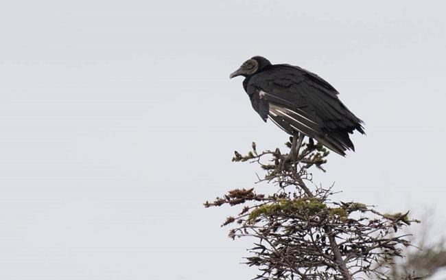 Large, black vulture may have been blown by storm into N.L. community | iNFOnews.ca Large, black vulture may have been blown by storm into N.L. community | iNFOnews.ca