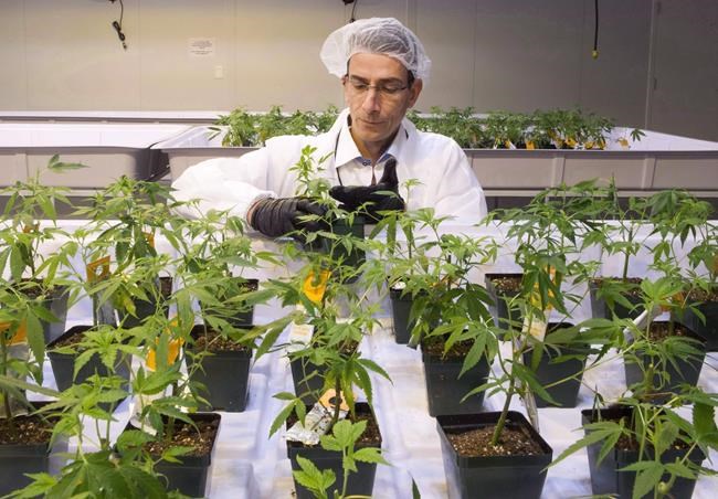 Aurora Cannabis buys stake in Liquor Stores N.A., plans cannabis stores | iNFOnews.ca Aurora Cannabis buys stake in Liquor Stores N.A., plans cannabis stores | iNFOnews.ca