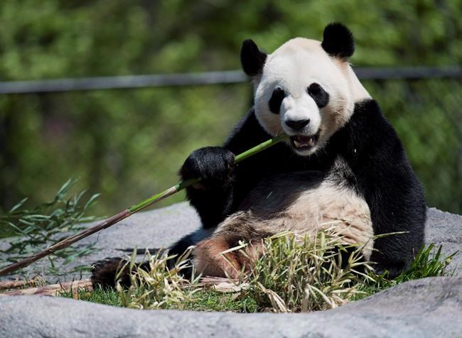 Four Chinese pandas to be moved to Calgary after 5 years in Toronto | iNFOnews.ca Four Chinese pandas to be moved to Calgary after 5 years in Toronto | iNFOnews.ca