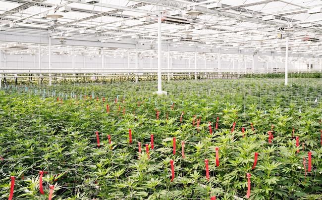 Aphria earns $12.9M Q3 profit, boosted by sale of Liberty Health Sciences shares | iNFOnews.ca