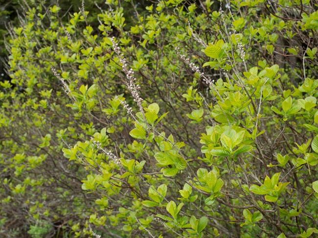 Habitat for threatened plant species sweet pepperbush protected in Nova Scotia | iNFOnews.ca Habitat for threatened plant species sweet pepperbush protected in Nova Scotia | iNFOnews.ca