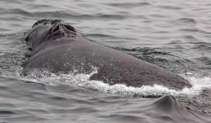 CP1790939649