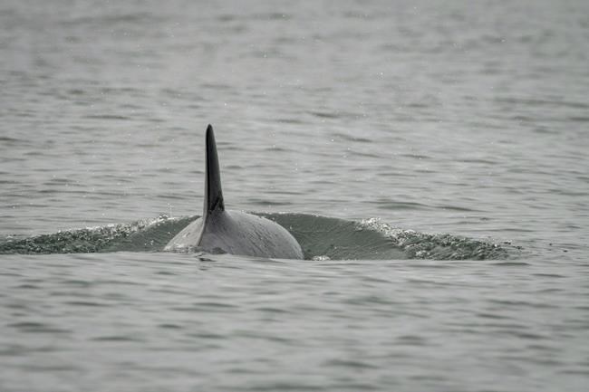 Sickly southern resident killer whale 'J50' found: Center for Whale Research | iNFOnews.ca