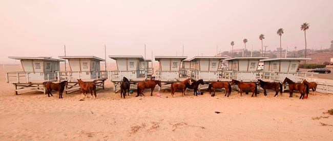 Alberta rancher heading to California to help horses displaced by wildfire | iNFOnews.ca Alberta rancher heading to California to help horses displaced by wildfire | iNFOnews.ca