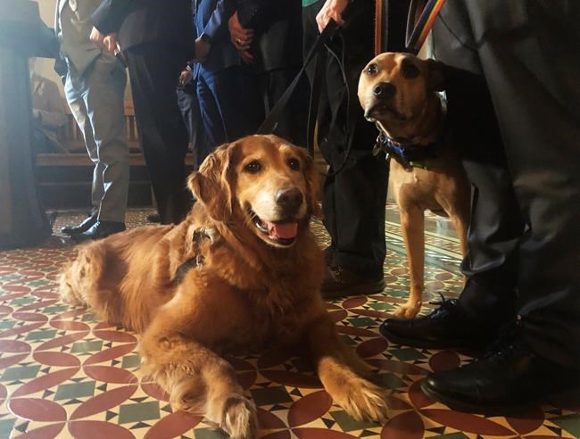 Pet adoptions on hold as animal shelters struggle to cope with COVID-19 | iNFOnews.ca Pet adoptions on hold as animal shelters struggle to cope with COVID-19 | iNFOnews.ca