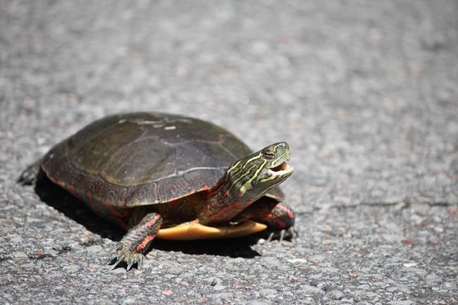 Nature Conservancy issues plea to help turtles safely cross roads | iNFOnews.ca