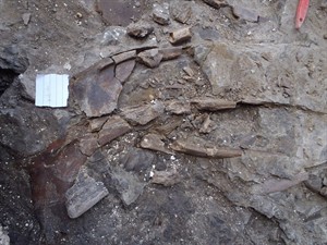 Paleontologists take extra care at dig sites to fight recent wave of vandalism | iNFOnews.ca CP19487599