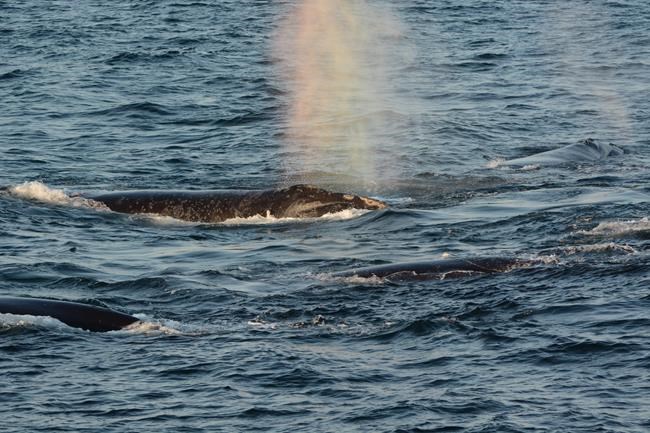 Government lifts speed restrictions after spotting no whales in shipping lanes | iNFOnews.ca