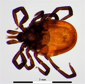 How to guard against ticks and their diseases, as populations expand in Canada | iNFOnews.ca CP24432495
