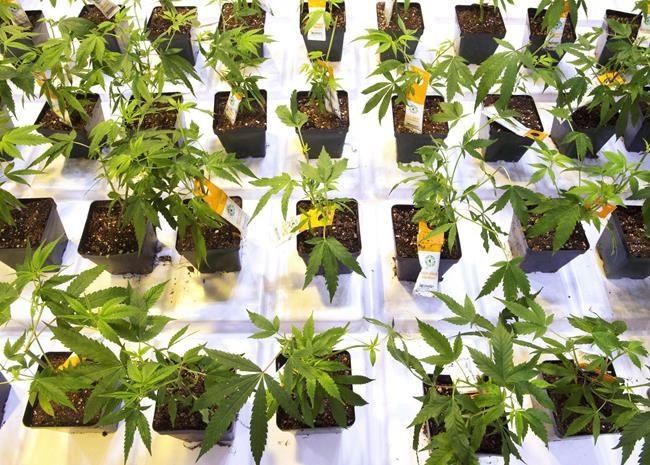 Aurora Cannabis misses own guidance with weaker revenues in fourth quarter | iNFOnews.ca Aurora Cannabis misses own guidance with weaker revenues in fourth quarter | iNFOnews.ca