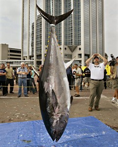 Fisheries experts caution against raising western bluefin tuna quota | iNFOnews.ca Fisheries experts caution against raising western bluefin tuna quota | iNFOnews.ca