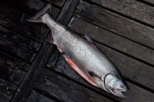Study involving UBC scientist says Chinook salmon could be wiped out by 2100 | iNFOnews.ca CP31216231