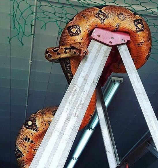 Three-metre boa constrictor missing from pet shop may be dangerous says manager | iNFOnews.ca Three-metre boa constrictor missing from pet shop may be dangerous says manager | iNFOnews.ca