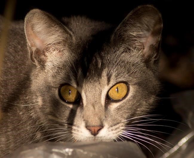 Feral cats running amok in Ontario's Norfolk County | iNFOnews.ca Feral cats running amok in Ontario's Norfolk County | iNFOnews.ca