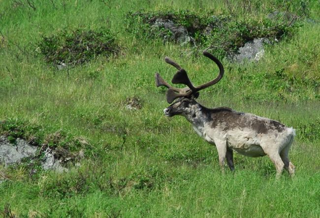 Conservationists criticize Quebec plan to protect caribou by killing wolves | iNFOnews.ca Conservationists criticize Quebec plan to protect caribou by killing wolves | iNFOnews.ca