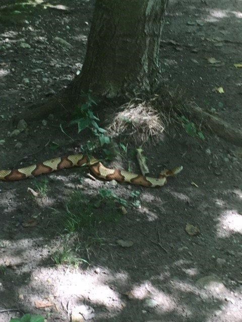 Venomous snake captured near Toronto, python on the lam in Montreal | iNFOnews.ca Venomous snake captured near Toronto, python on the lam in Montreal | iNFOnews.ca