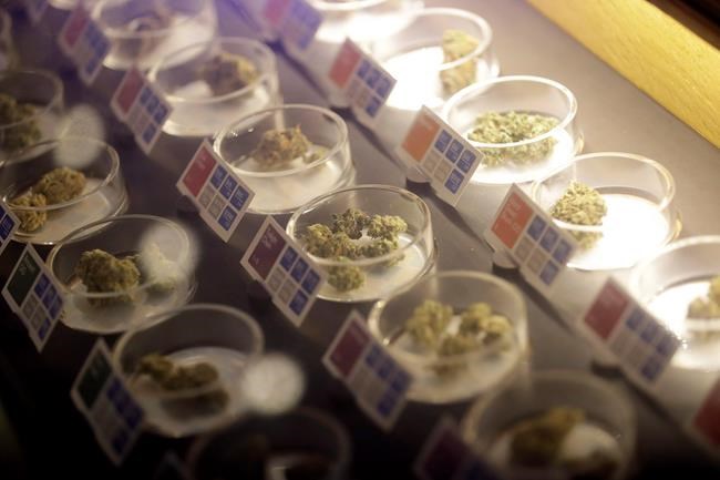 Latest U.S. marijuana votes could bolster Canada's legalization effort: law prof | iNFOnews.ca