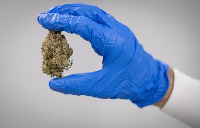 CP441967837